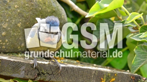 Blaumeise_mit_Futter (20).jpg